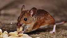 24 Hour & Emergency Exterminators in Oak Harbor, WA